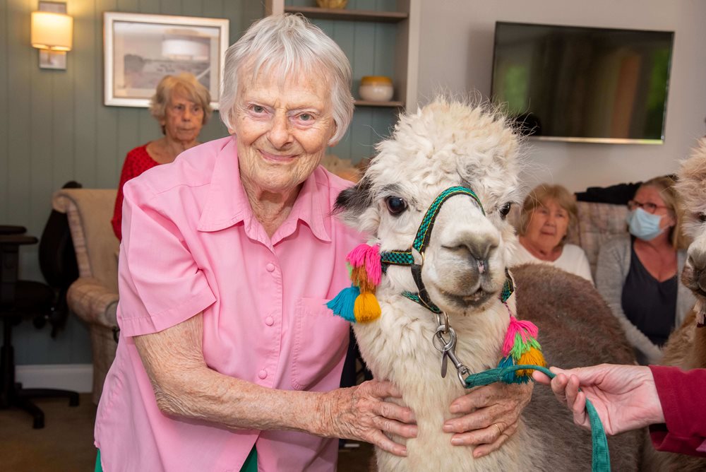 Chichester Grange - chichester alpaca visit